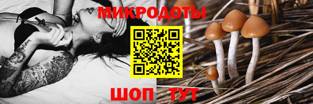 Галлюциногенные грибы Cubensis  Псилоцибиновые грибы мицелий  Вход с VPN  Братск 